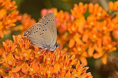 《战地6》将严打主机端外挂 尤其是Cronus Zen